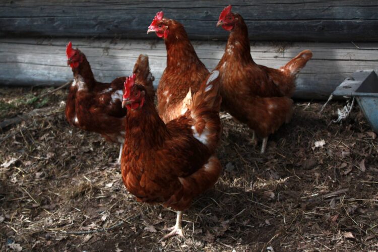 Deep Litter Method for Easy Coop Maintenance